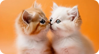 Pet Kissing Video
